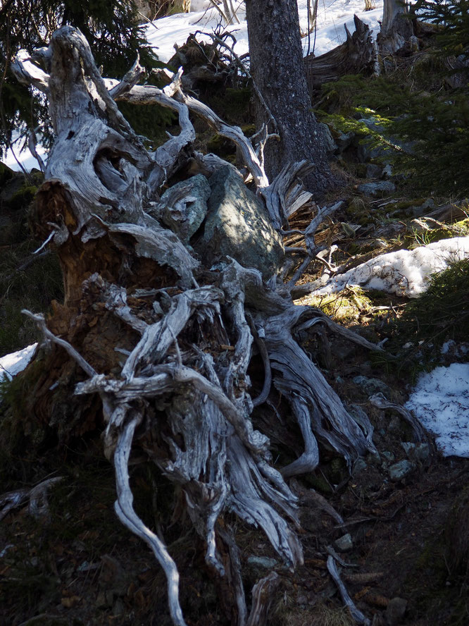 Hier dans les montagnes de Freydières. Même en montant d'un bon pas ou dans ses pensées, par moment, la vie de la nature nous arrête. Souche, racines, rochers, branches mélés et... nous. Regarder, sentir, écouter, toucher, s'immerger... Merci la Terre !