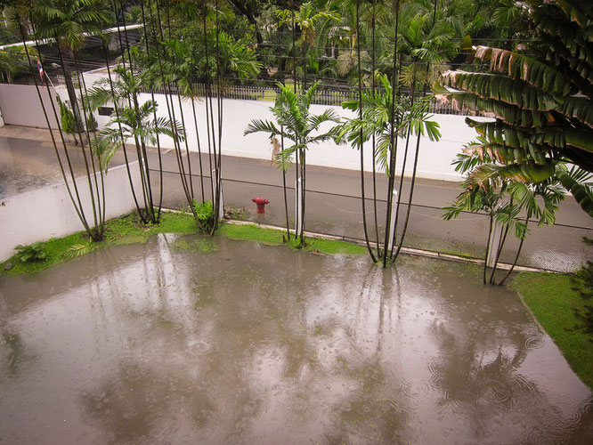 MEIN GARTEN IN BANGKOK