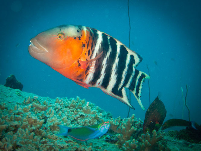 tauchen auf den similian islands