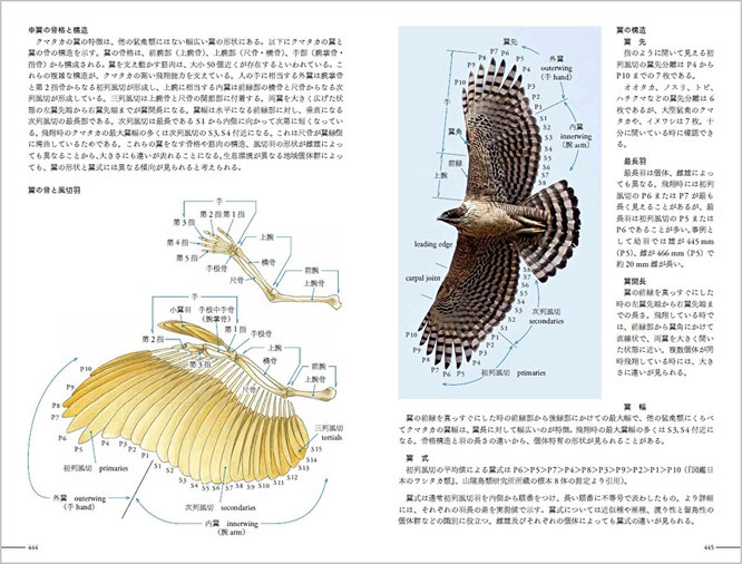 ⑪（444-445頁）20章、個体識別　＊翼の骨格と構造