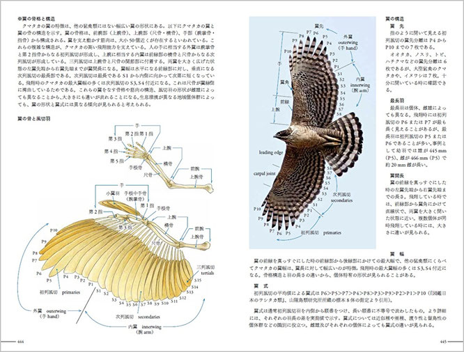 クマタカ生態図鑑 - Wakao Bird Club - クマタカ カワセミ 野鳥