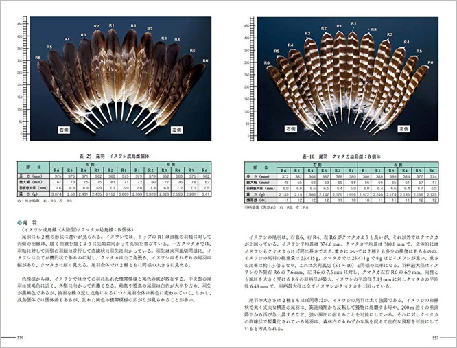 ⑬（556-557頁）23章、翼と羽の形状　⑤尾羽（イヌワシ、クマタカ）