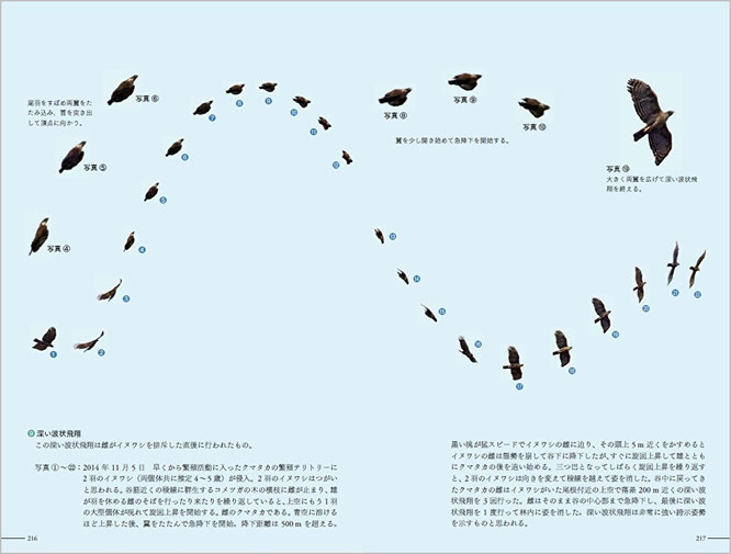 ⑥（216-217頁）９章、ディスプレイ飛翔　⑨深い波状飛翔