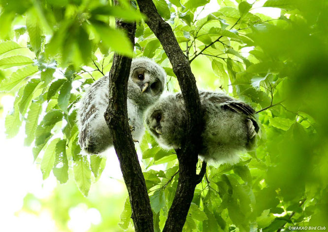 blog - Wakao Bird Club - クマタカ カワセミ 野鳥自然写真家