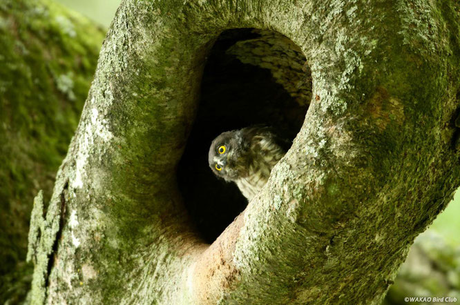 アオバズク写真