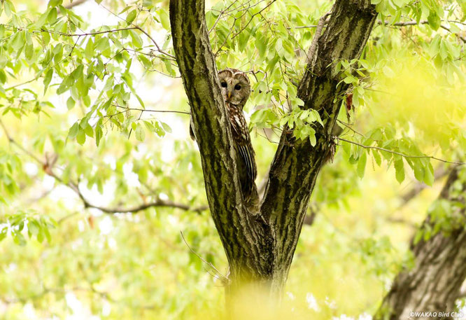 フクロウ写真