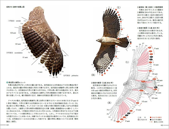 ⑩（422-423頁）19章、換羽　④風切り羽と換羽ユニット