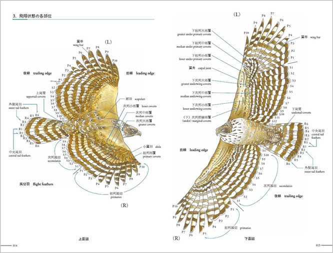 ①（14-15頁）１章、各部位の名称　3,飛翔状態の各部位