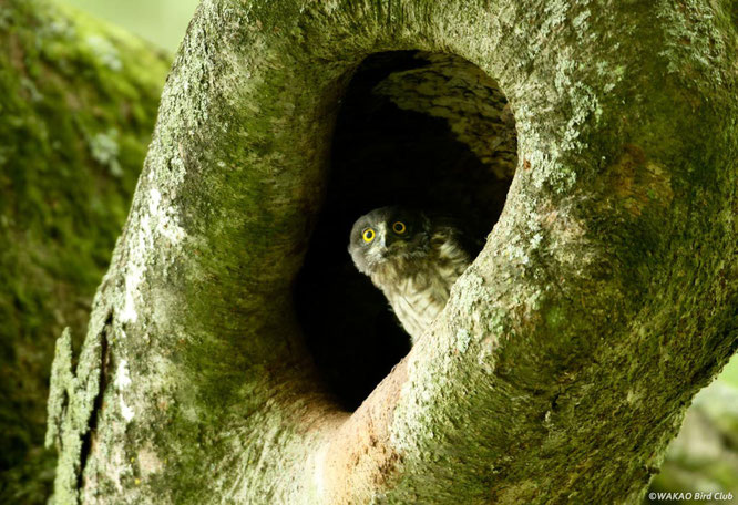 アオバズク写真