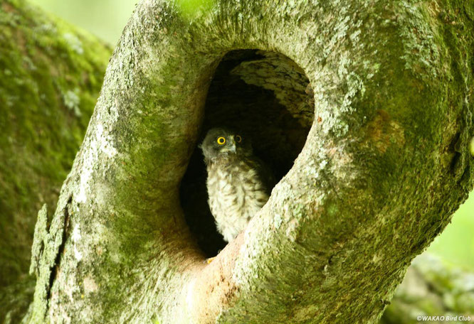 アオバズク写真