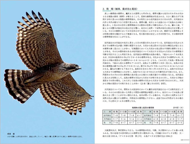 クマタカ生態図鑑 - Wakao Bird Club - クマタカ カワセミ 野鳥自然