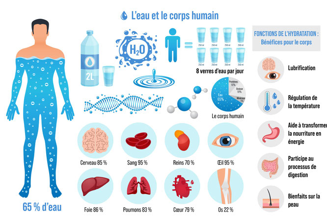 L'eau dans le corps humain et ses fonctions