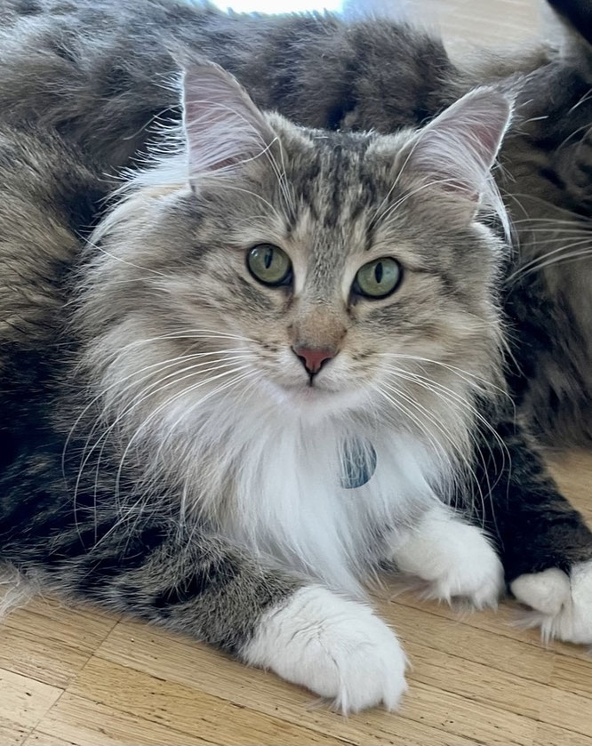 Norwegische Waldkatze von Mary Gasser