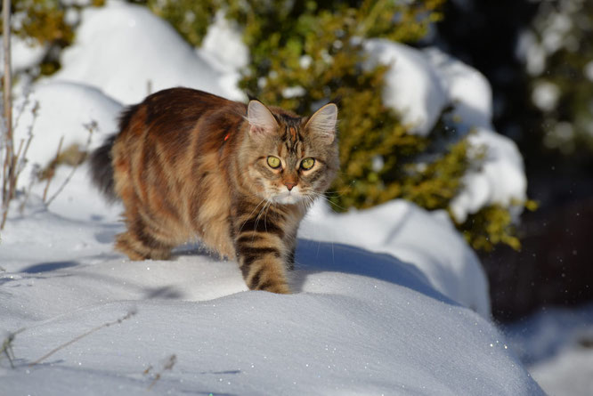 Maine Coon Kira von unserem Mitglied Sandra Pretali