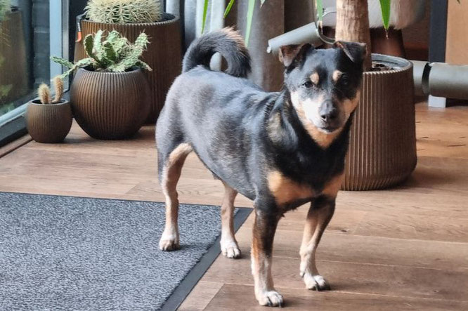 Waarom ik denk dat mijn hond net zo gevoelig is als ik