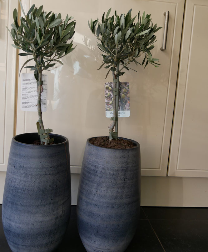 diervriendelijke kamerplanten