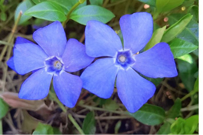 Vinca - Maagdenpalm bloeit in maart - tips tuin influencer