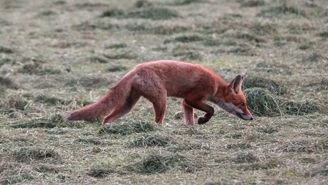 Dieren op de foto zetten in Gelderland