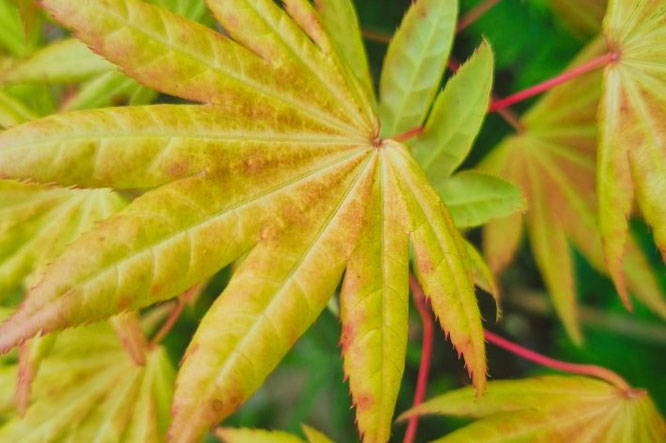 Mooie gekleurde Acer - Japanse Esdoorn Autumn Moon oranje, geel rood