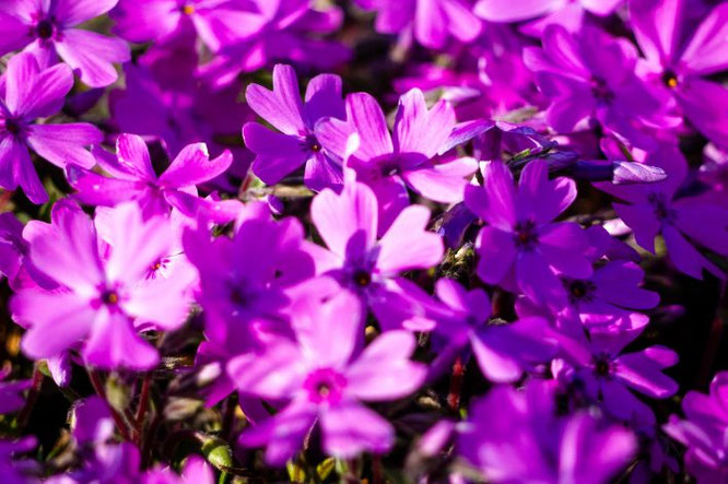 schaduw bodembedekker - Kruipphlox (Phlox subulata)
