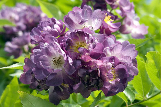 bloeiende klimplant zomer: rosa veilchenblau 