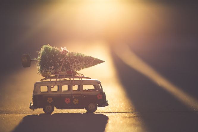 waar haal ik een gratis kerstboom