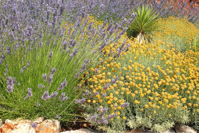 Mediterrane tuin? Borderplanten Lavendel en Heiligenbloem