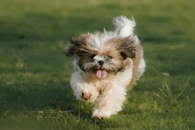 klein hondje: rustig karakter: Shih Tzu