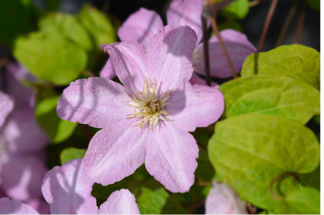 bloeiende lilaroze klimplant zomer: Clematis hagley hybrid 