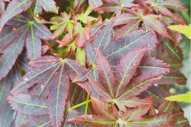 Mooie rode Acer - Japanse Esdoorn Aratama van donker- naar licht rood
