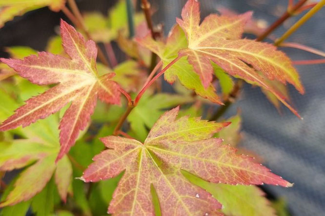 Acer ‘Orange Dream’ – fris en opvallend blad
