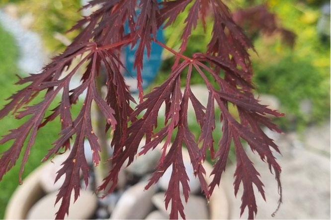 Acer Garnet - fijn gesneden rode Esdoorn