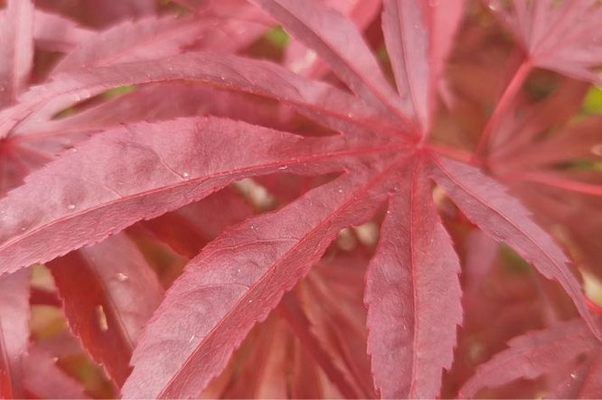 Acer ‘Peve Dave’ – compact en verfijnd