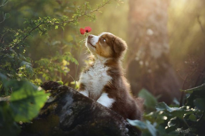 Top 5 leukste puppyshoot  foto plekken in de natuur in Den Haag