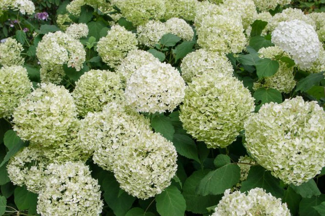 Annabelle hortensia snoeien 
