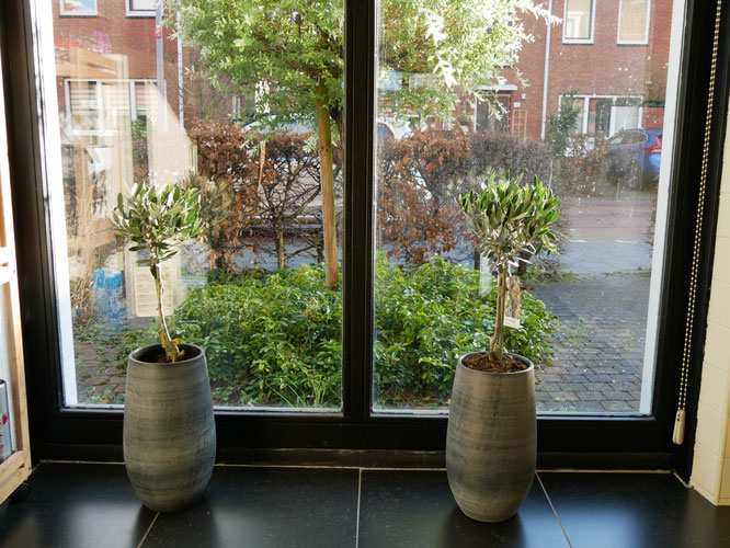 makkelijke kamerplanten - Jngl.nl