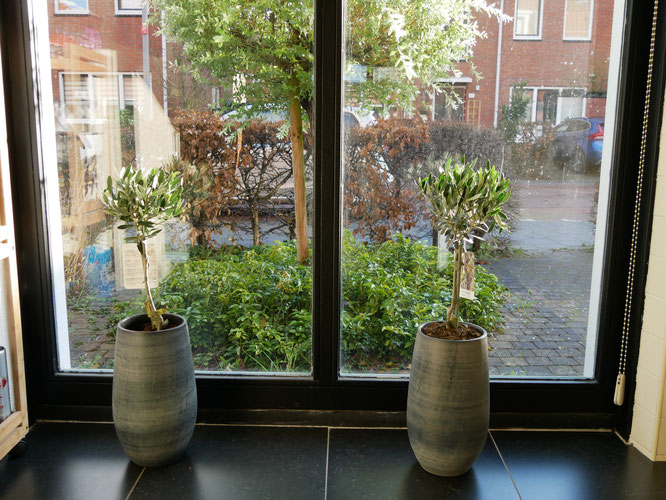 Makkelijke kamerplanten - Jngl.nl