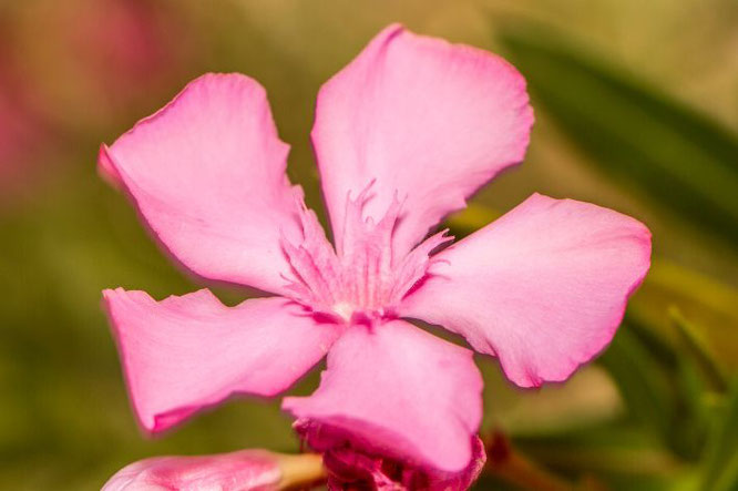 Mediterrane borderplanten -de Oleander