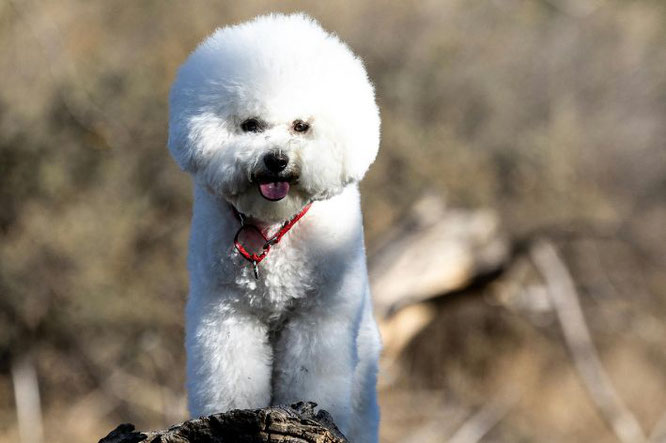 klein hondje voor hoogsensitief persoon: Bichon Frisé