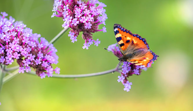 Verbena: oersterke tuinplant geschikt voor zon en droogte