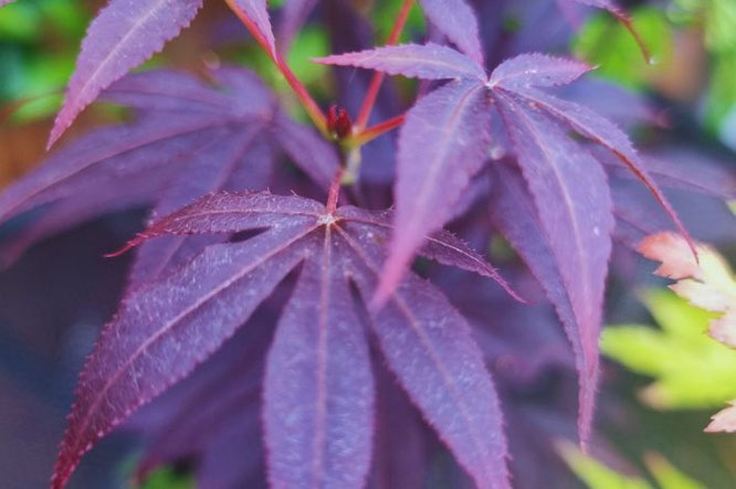 Mooie donkerrode Acer - Japanse Esdoorn Atropurpureum’