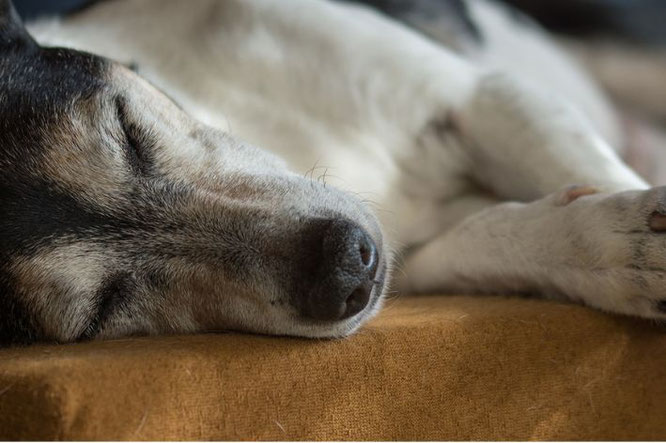 Mijn oude hond loopt stijf na slapen: tips voor verbetering