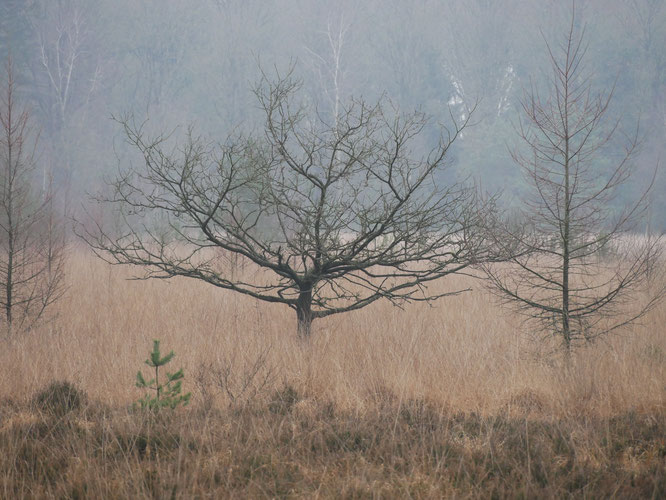 Kamp Westerbork foto's