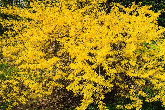 Tuintips  Forsythia- tuinplanten welke bloeien in maart