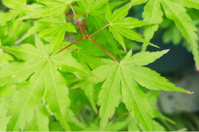Mooiste groene Acer - Japanse Esdoorn Sango Kaku rode steel