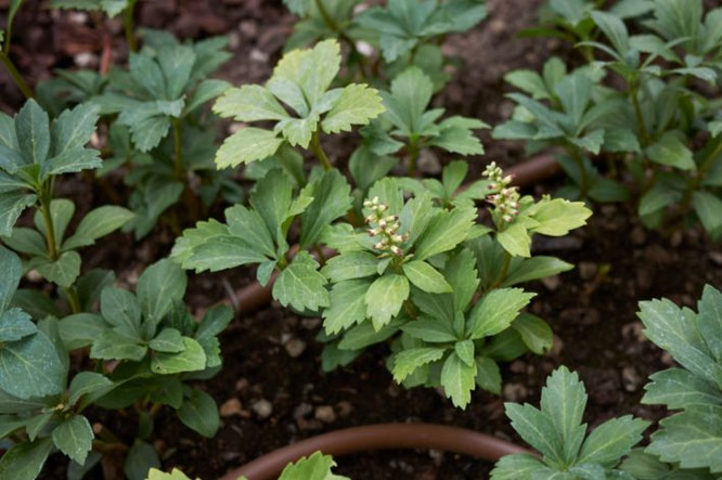 schaduw bodembedekker - Pachysandra (Pachysandra terminalis)