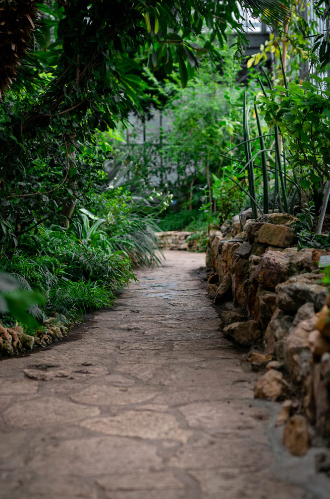 tuintrends 2021 wilde planten