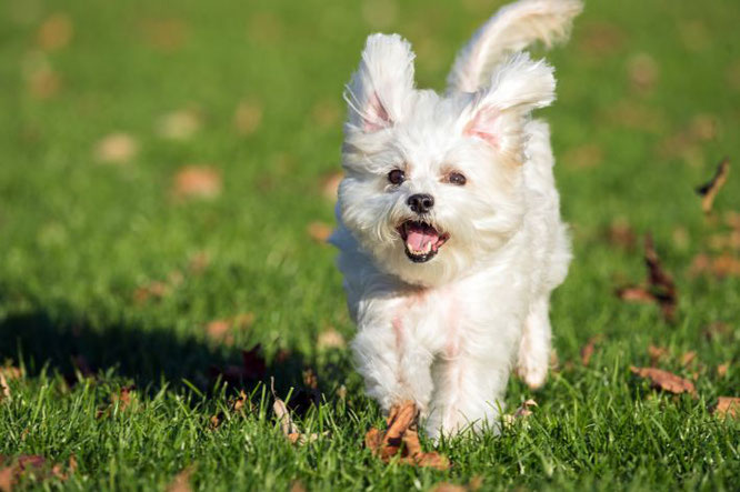 makkelijk klein hondje: Maltezer