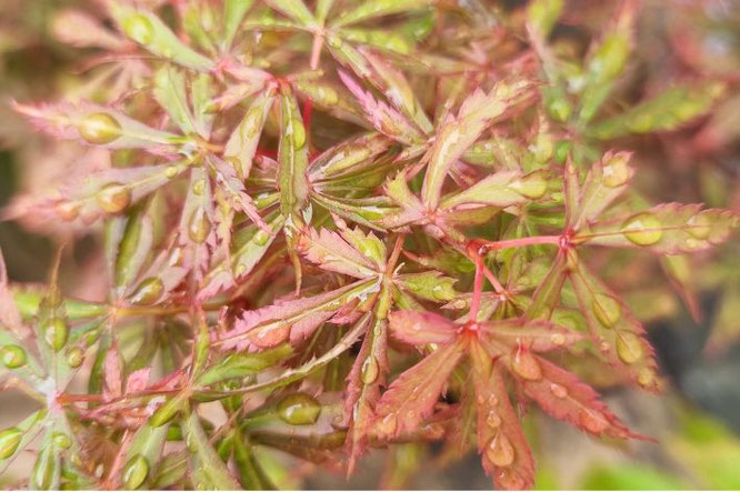 Mooie rood groene Acer - Japanse Esdoorn Jerry Schwartz klein blad
