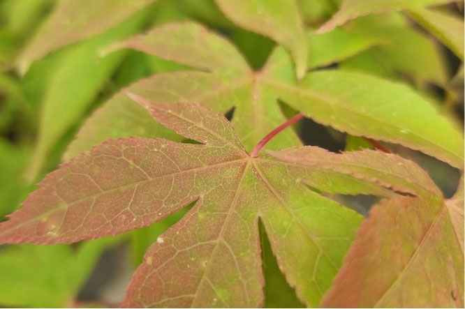 Acer Osakazuki - Esdoorn met herfstkleuren